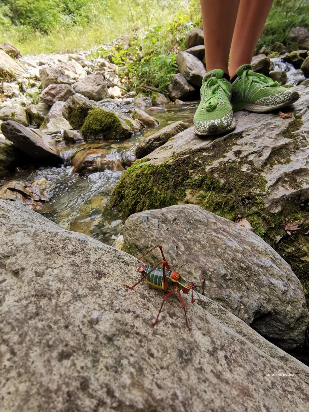 Determinazione cavalletta: Barbitistes alpinus (Phaneropteridae)